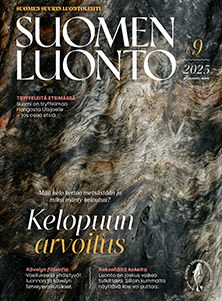 Suomen Luonto -lehden kannessa on kelopuu.