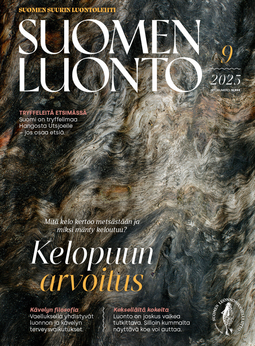 Suomen Luonto -lehden kannessa on kelopuu.