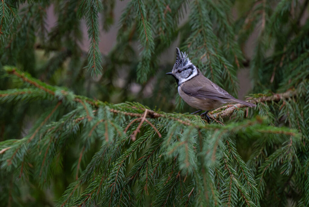 Töyhtötiainen kuusen oksalla.
