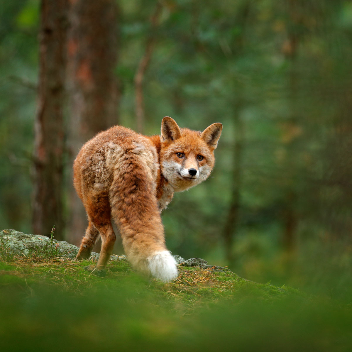 Vuoden Turhake On Vesiskootteri Suomen Luonnonsuojeluliitto Vuoden Turhake On Vesiskootteri Suomen Luonnonsuojeluliitto