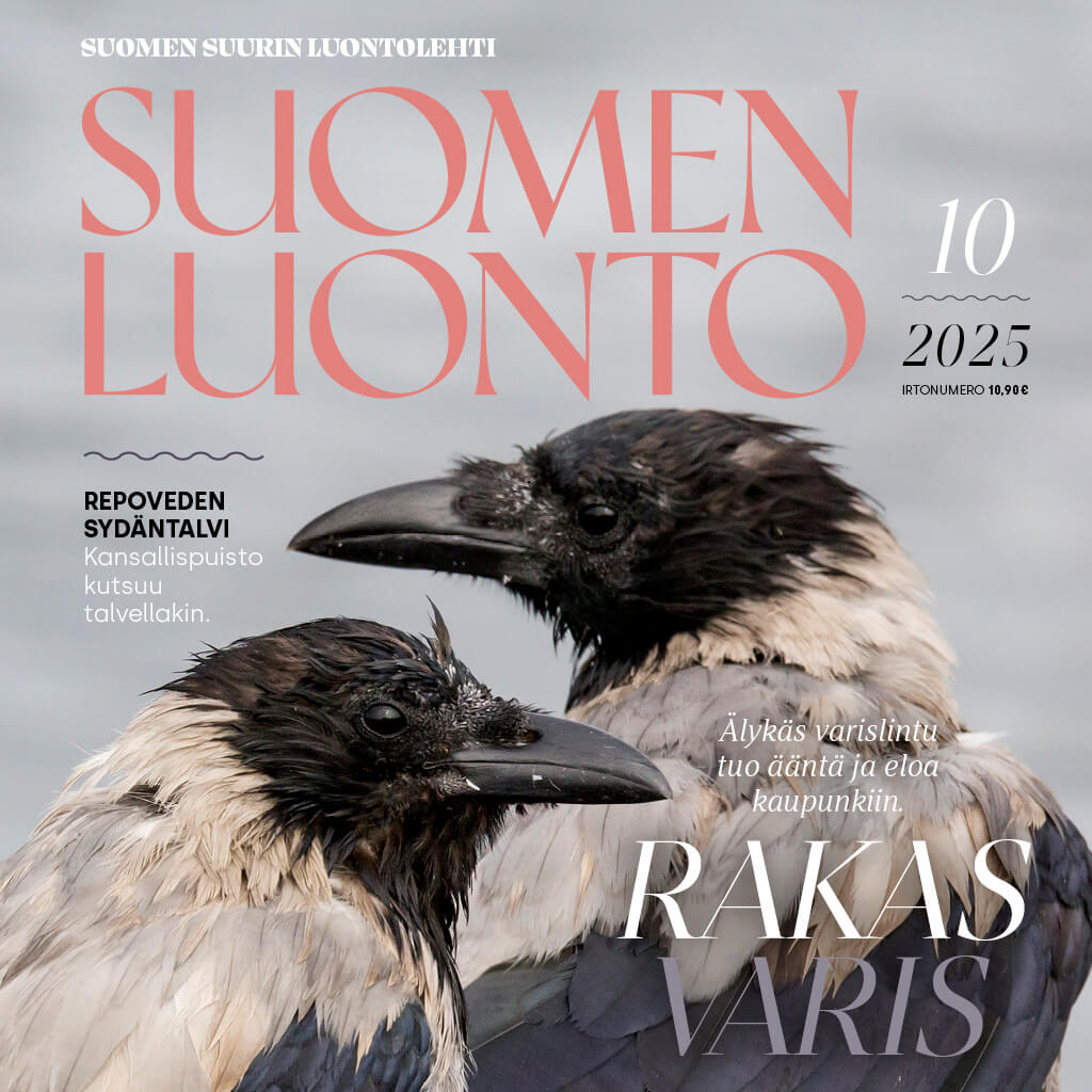 Suomen Luonto -lehden kannessa on variksia.