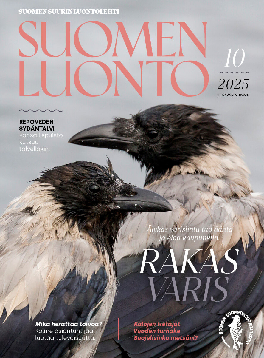 Suomen Luonto -lehden kannessa on variksia.