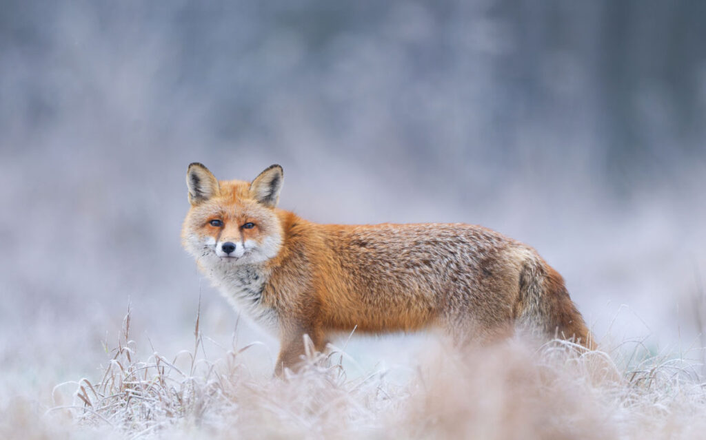 Kettu astelee lumisessa varvikossa.