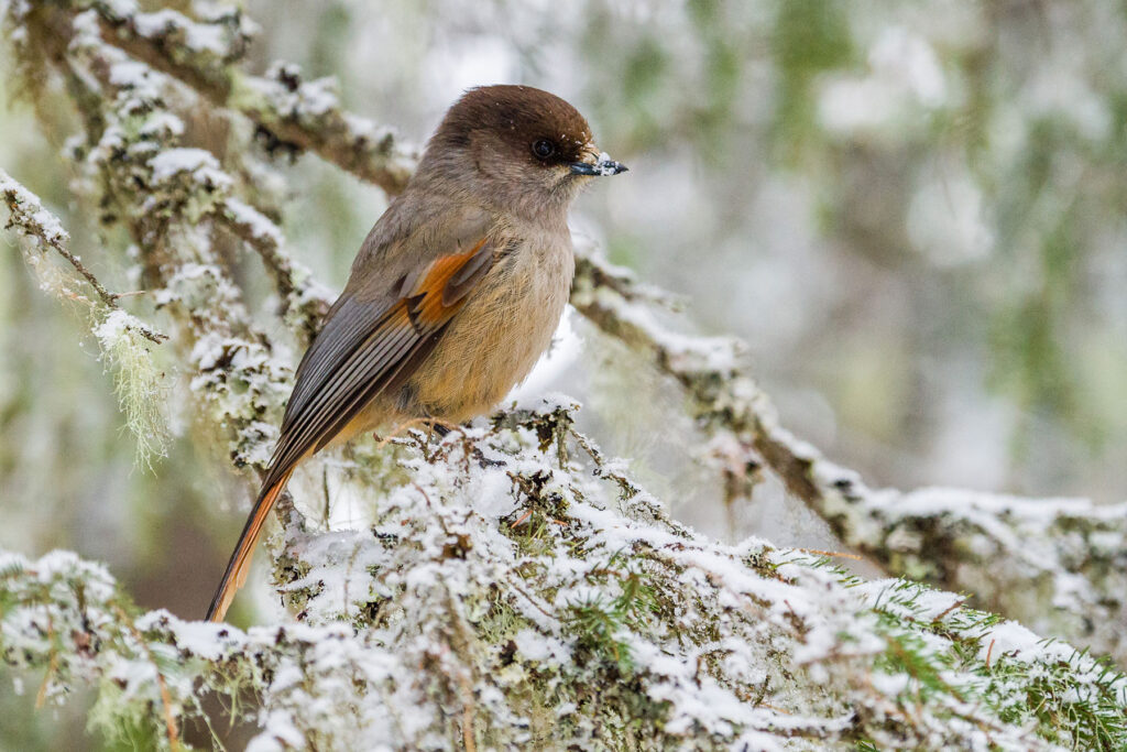 Kuukkeli istuu lumisella oksalla.