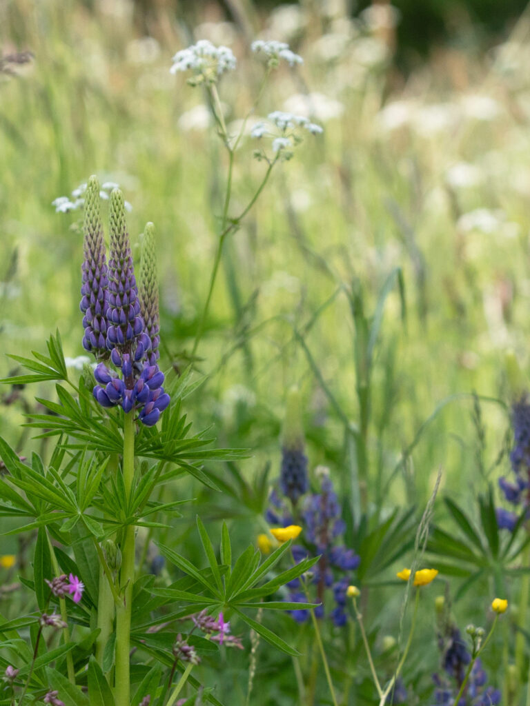 Komealupiineja niityllä