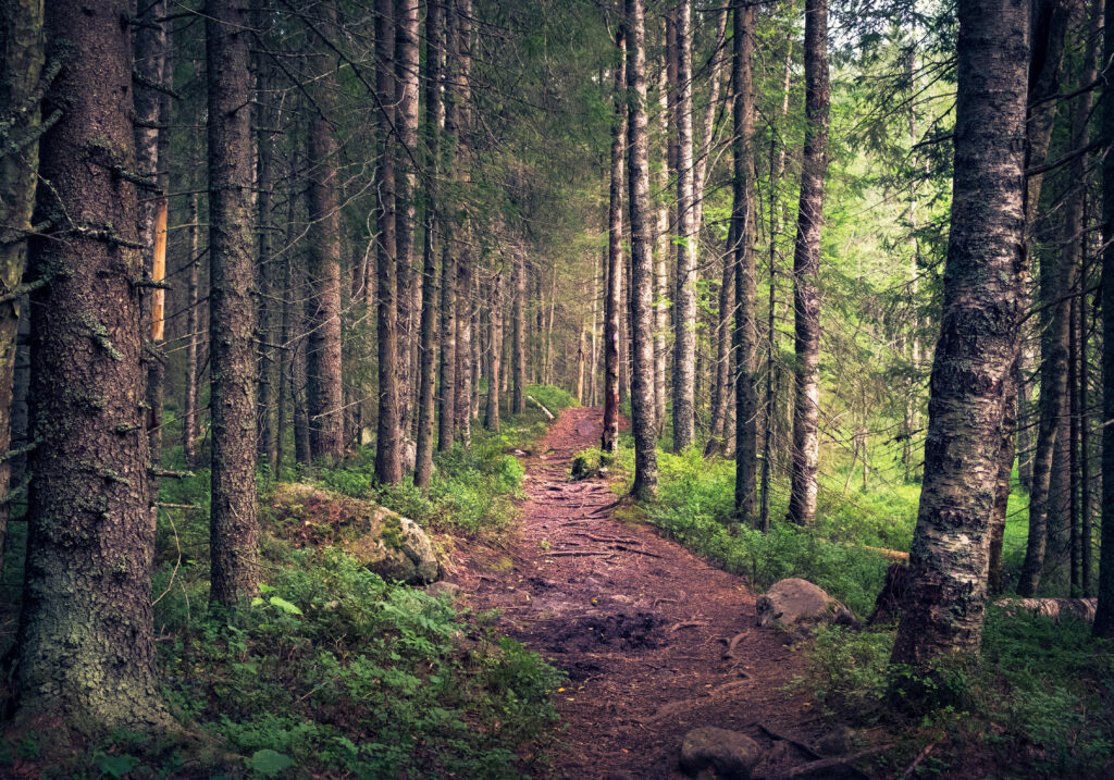 Polku vanhassa metsässä.