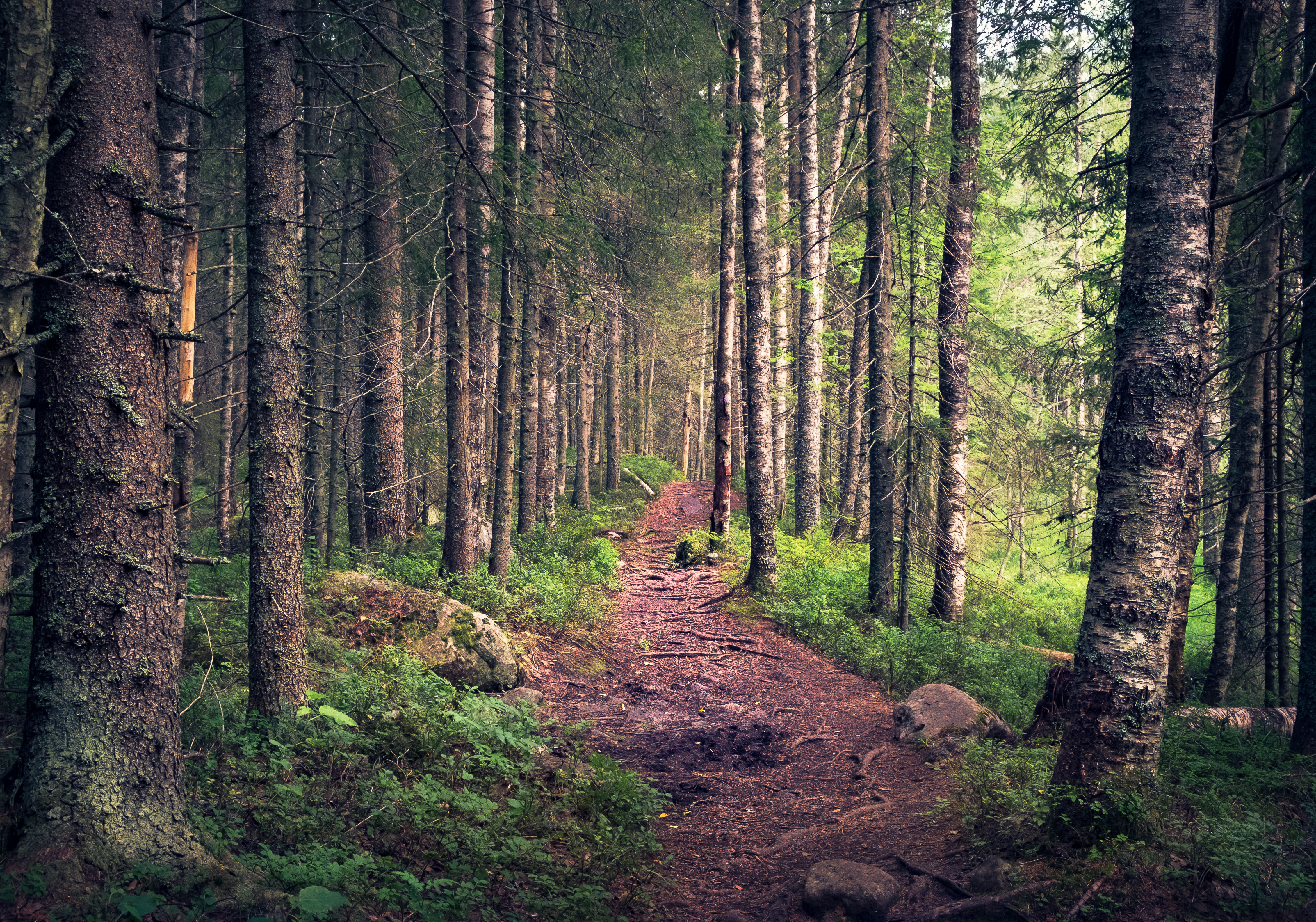 Polku vanhassa metsässä.