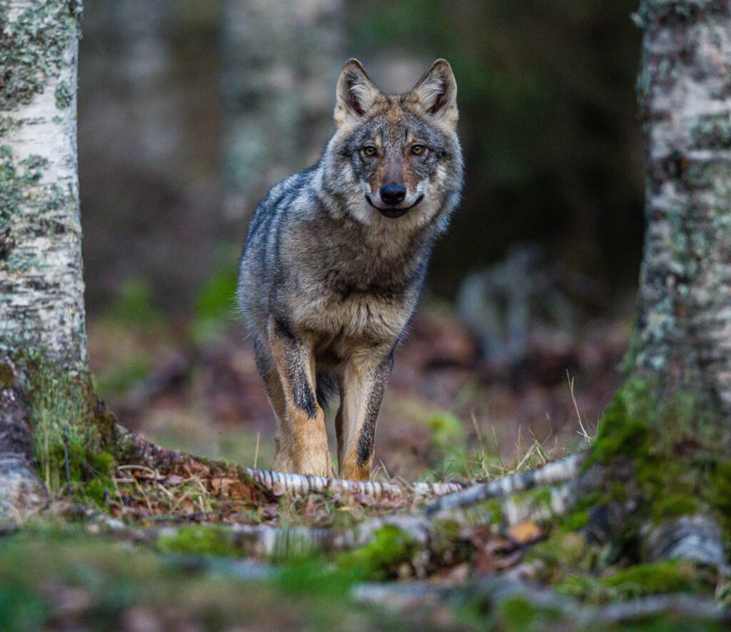 Seisova susi katsoo kameraan.