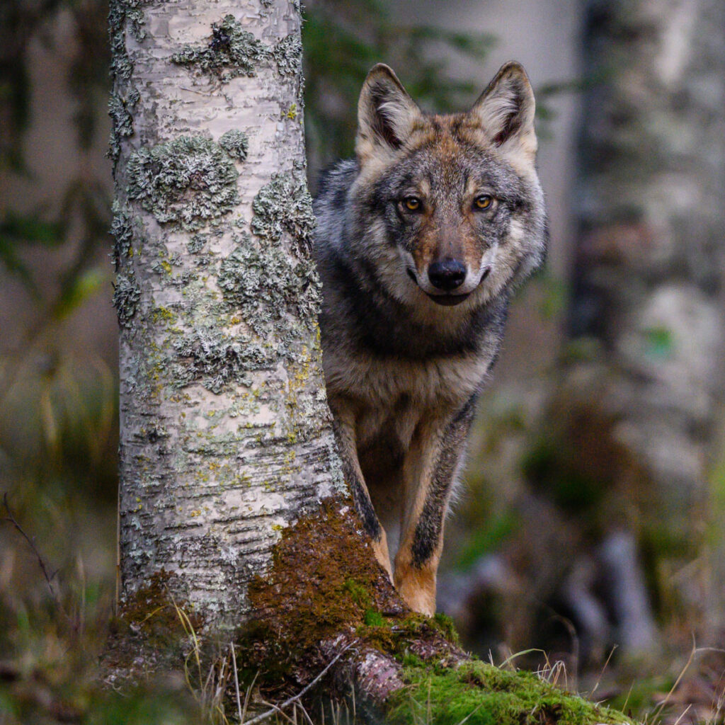 Susi katsoo ujosti kameraan puun takaa.