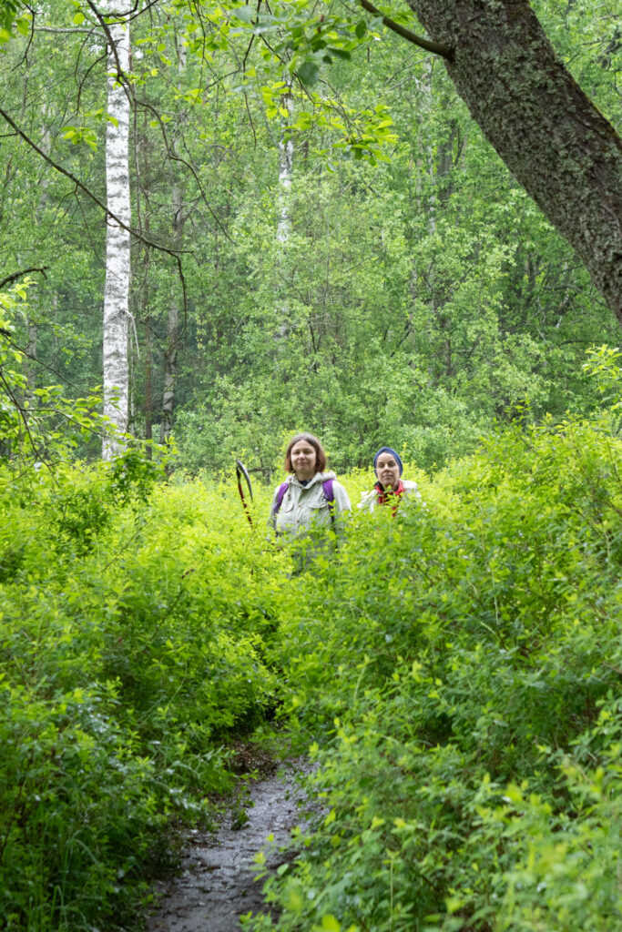 Valkopajuangervot Glimsinjokivarressa