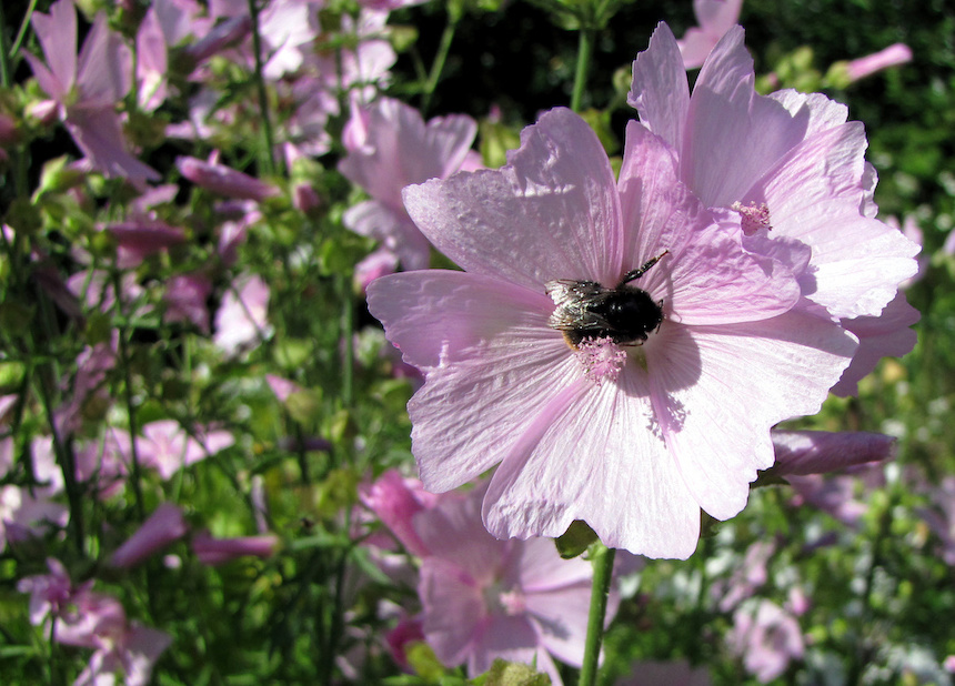 Kimalainen ruusumalvan kukassa.