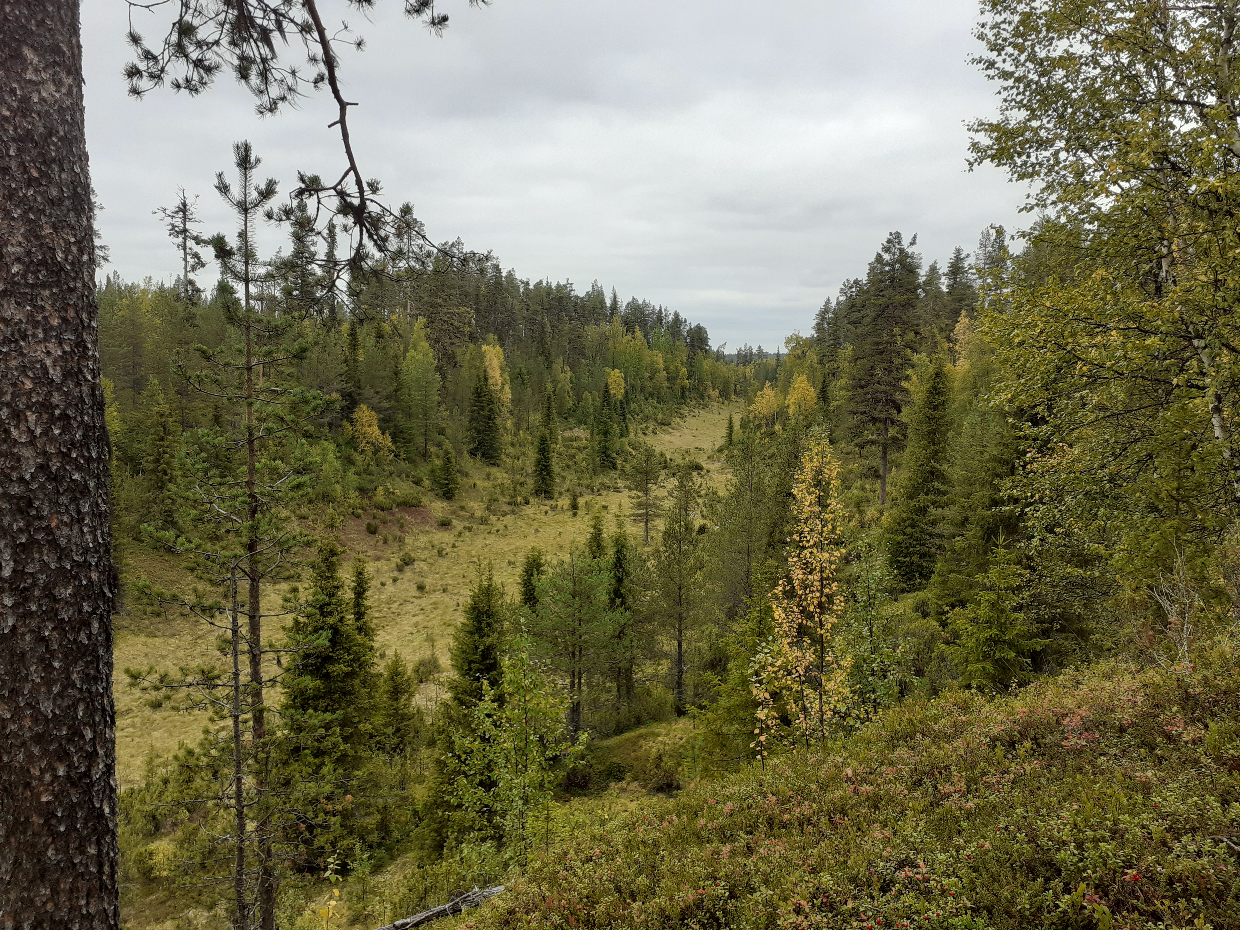 Pierkulinnotko Soklissa, minne on suunnitteilla kaivos.
