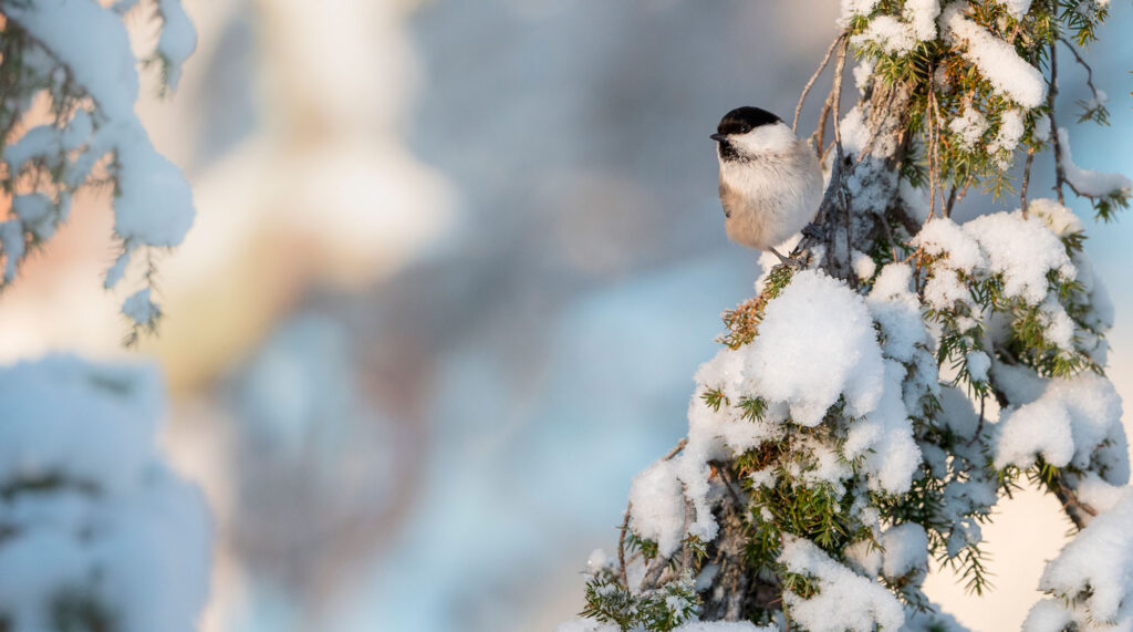 H&ouml;m&ouml;tiainen istuu lumisella oksalla.