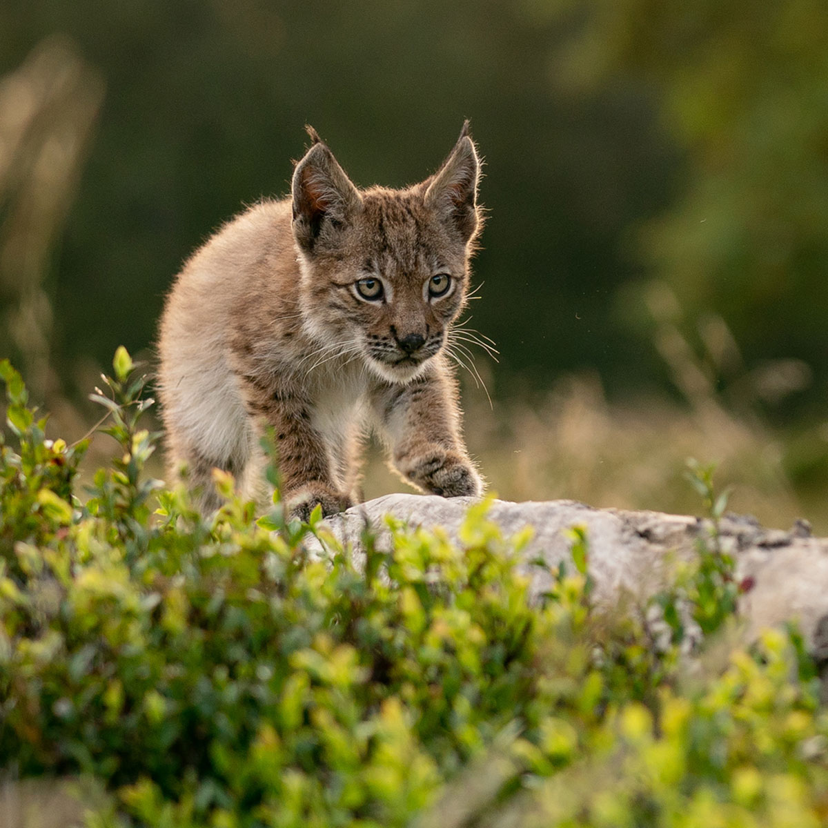 Ilveksen pentu kävelee maapuulla.
