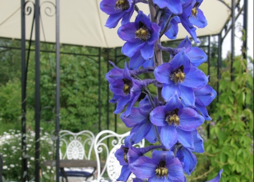 Ritarinkannuksen kukkia.