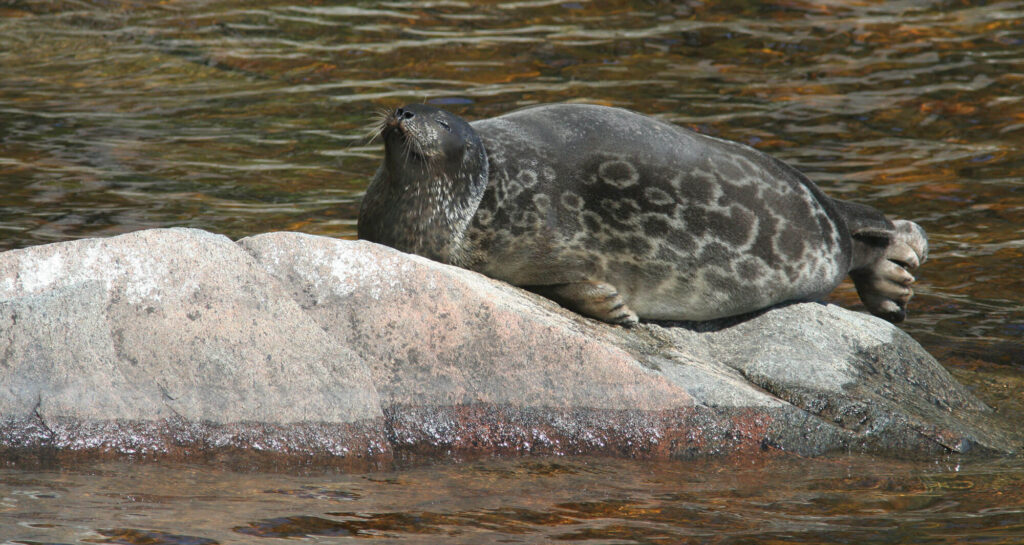 Saimaannorppa kivell&auml; nautiskelemassa auringosta.