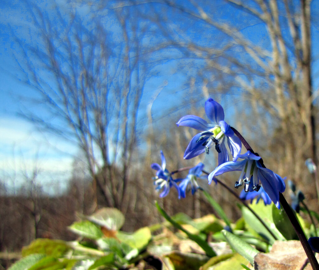 Idänsinililjan kukkia.