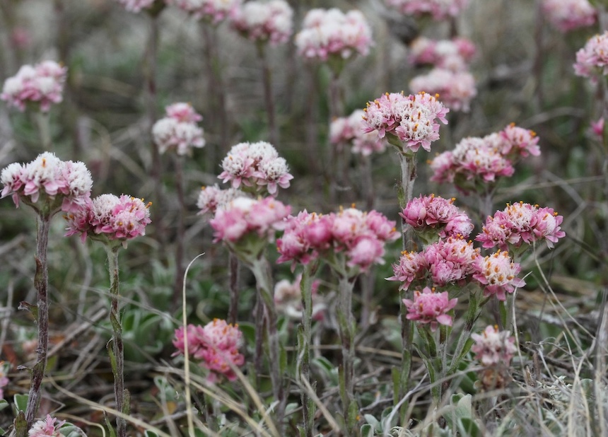 Kissank&auml;p&auml;li&auml;.