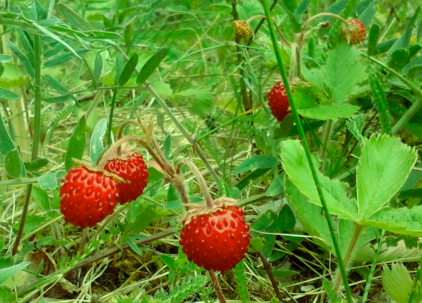 Ahomansikoita niityll&auml;.