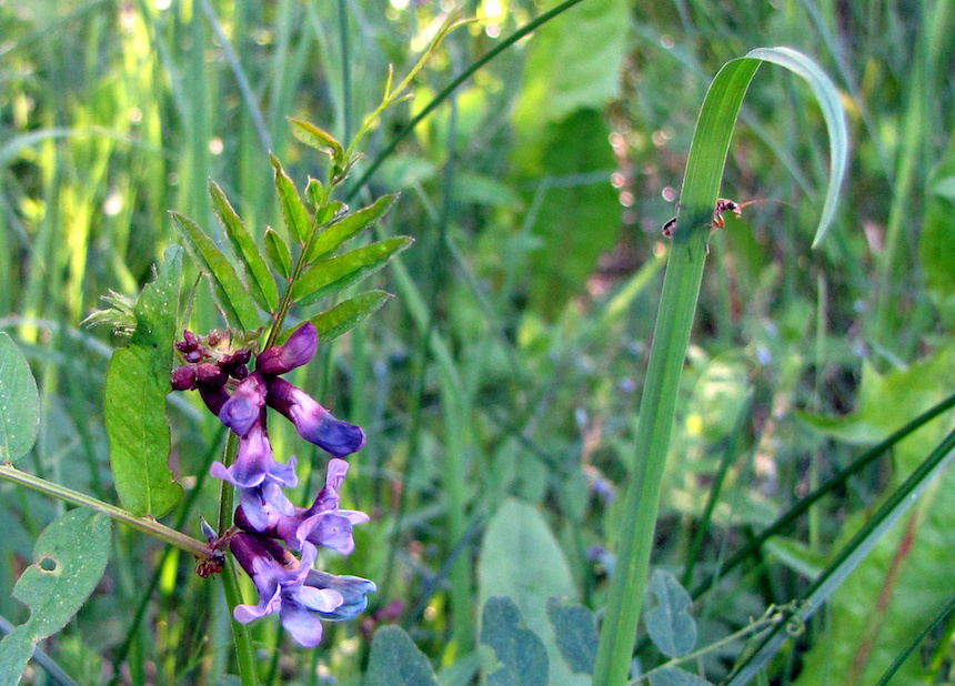 Aitovirna.