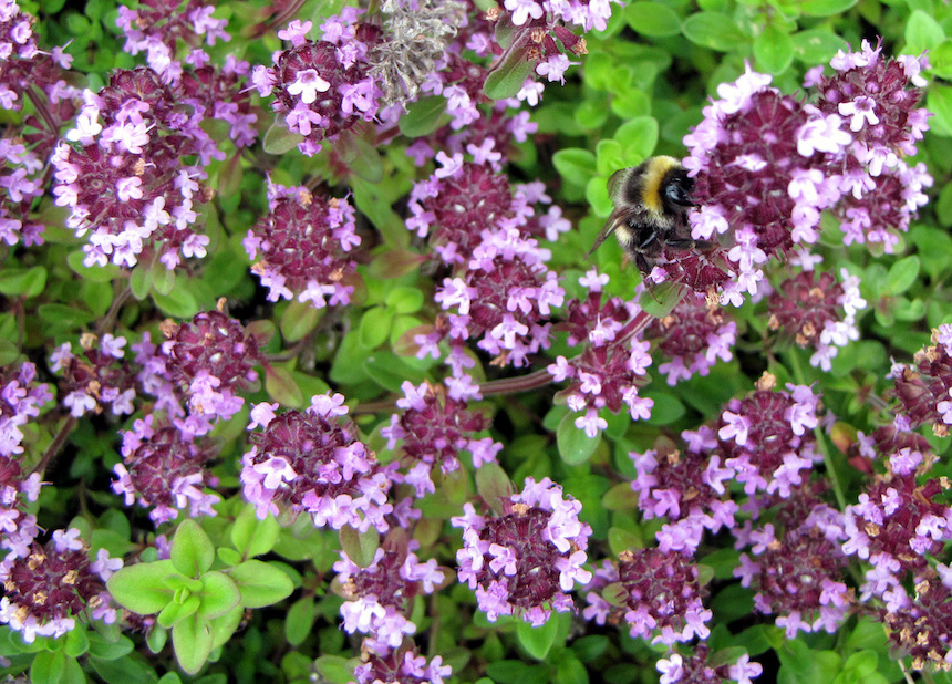 Kimalainen nurmiajuruohon kukilla.