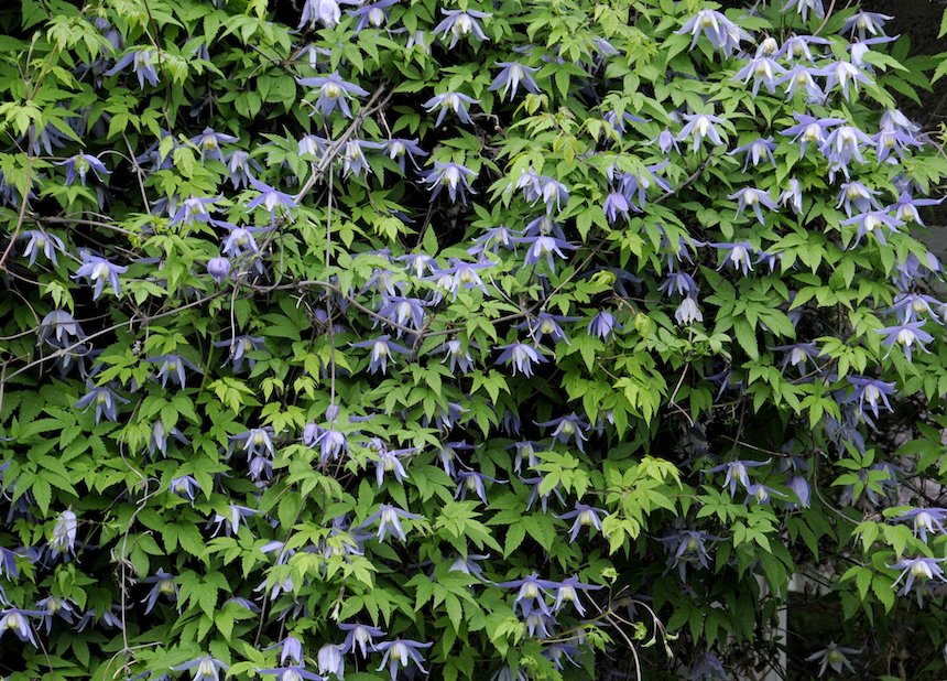 Alppik&auml;rh&ouml;.