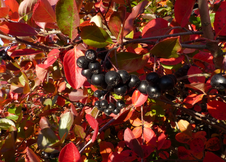 Koristearonian marjoja.