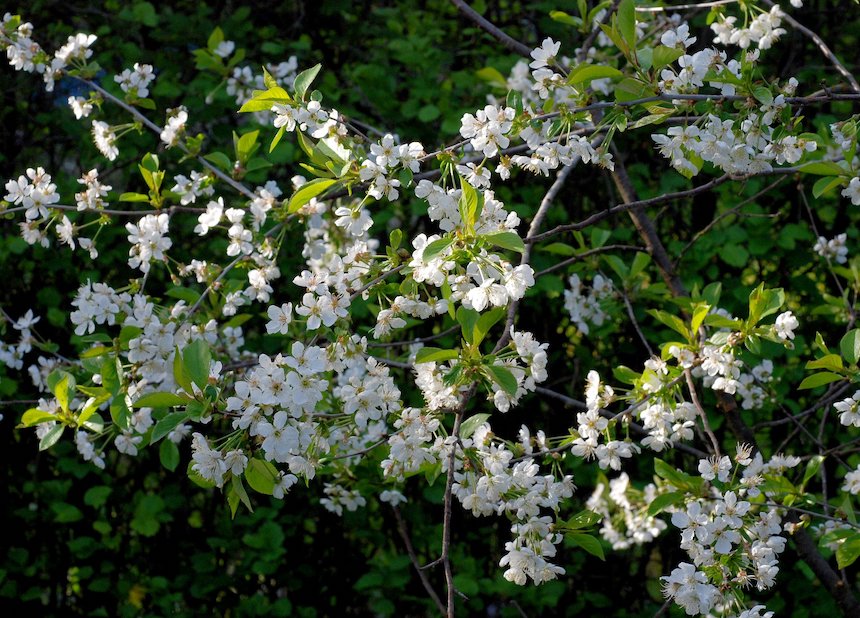 Hapankirsikan kukkiva oksa.