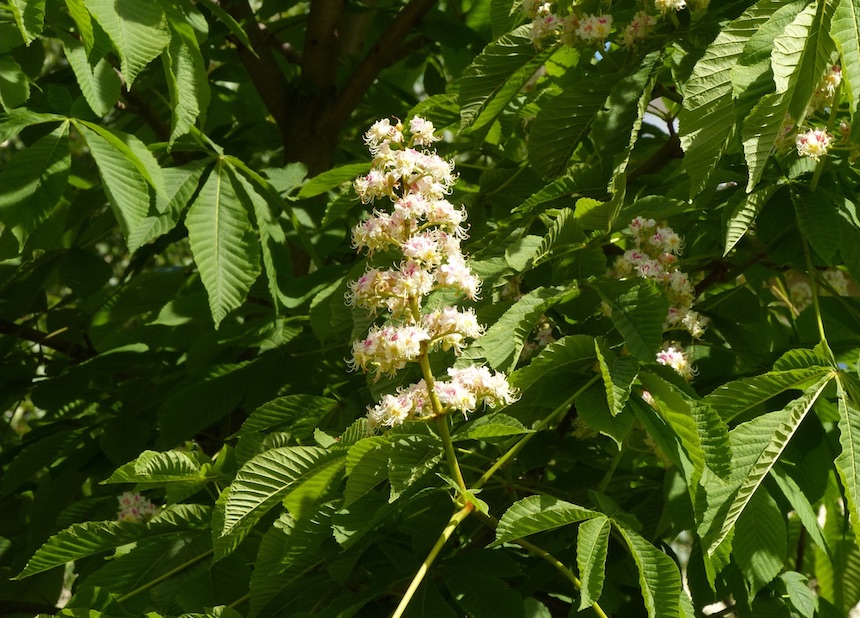 Balkaninhevoskastanjan kukinto.