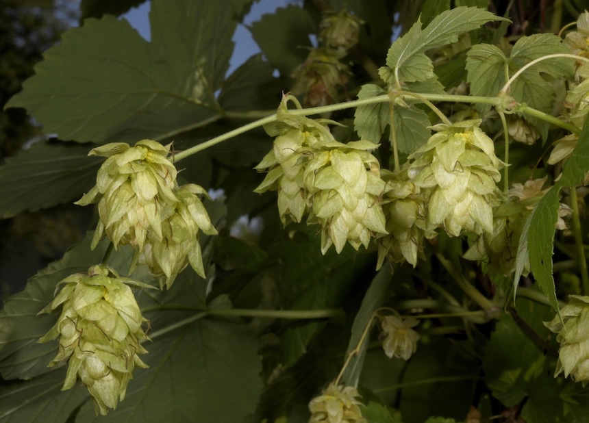 Humalan emikukintoja.