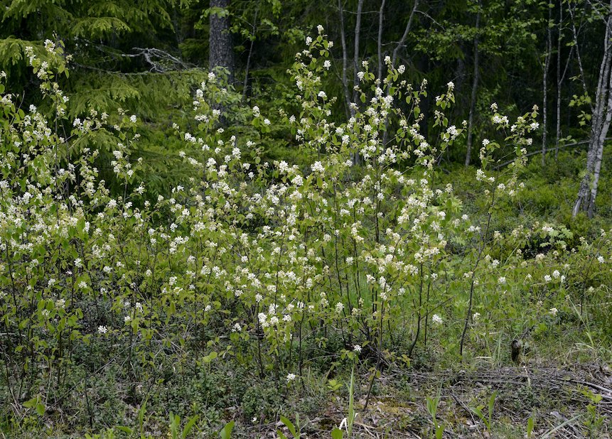 Isotuomipihlaja on levinnyt mets&auml;&auml;n.