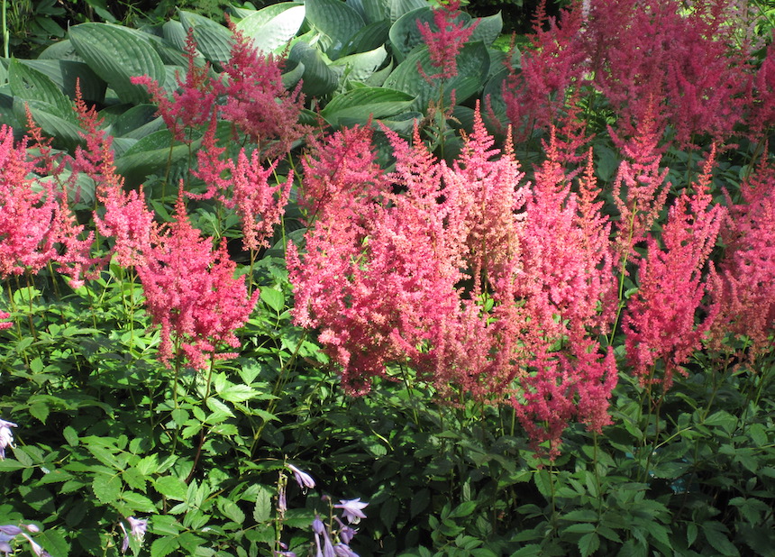 Jaloangervon kukkia.