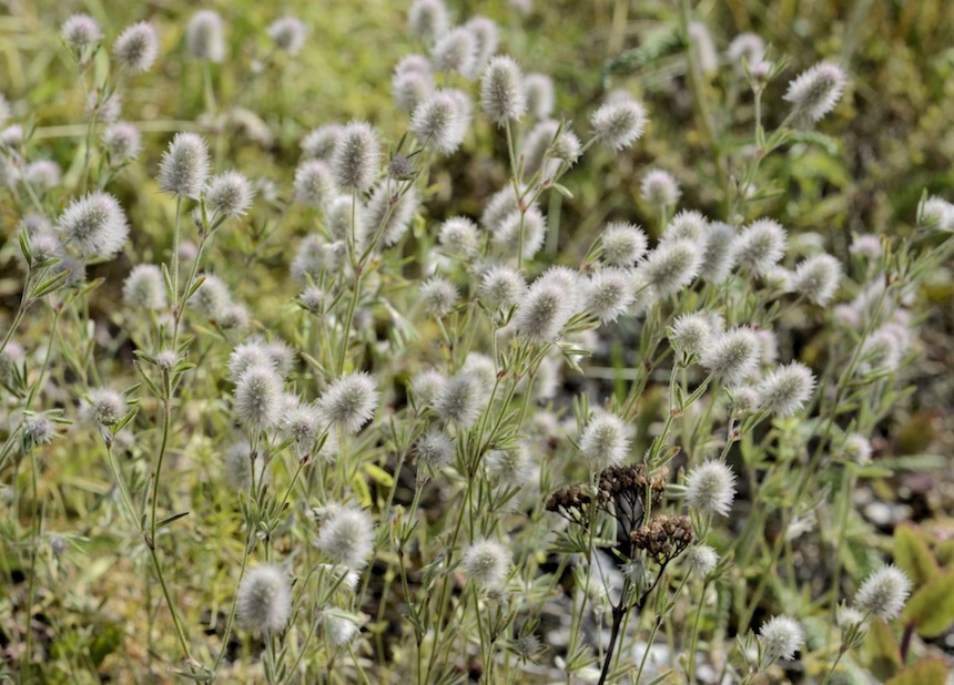 J&auml;n&ouml;napila.