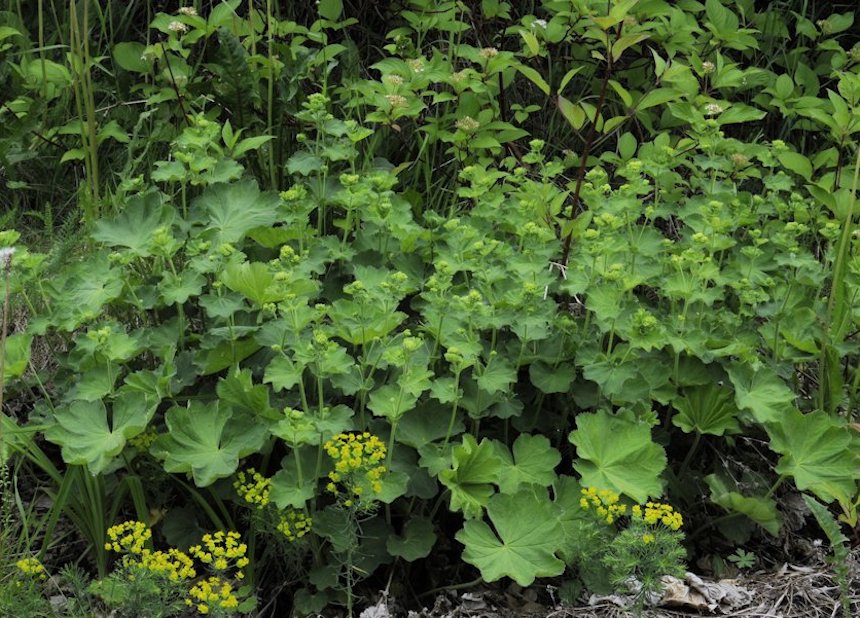 J&auml;ttipoimulehtikasvusto.