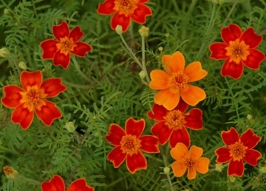 K&auml;&auml;pi&ouml;samettikukkia.