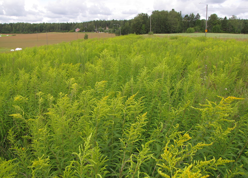 Valtava kanadanpiiskukasvusto maantien varressa.