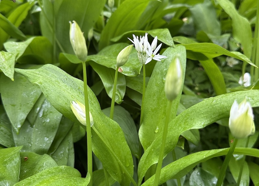 Karhunlaukkakasvustoa.