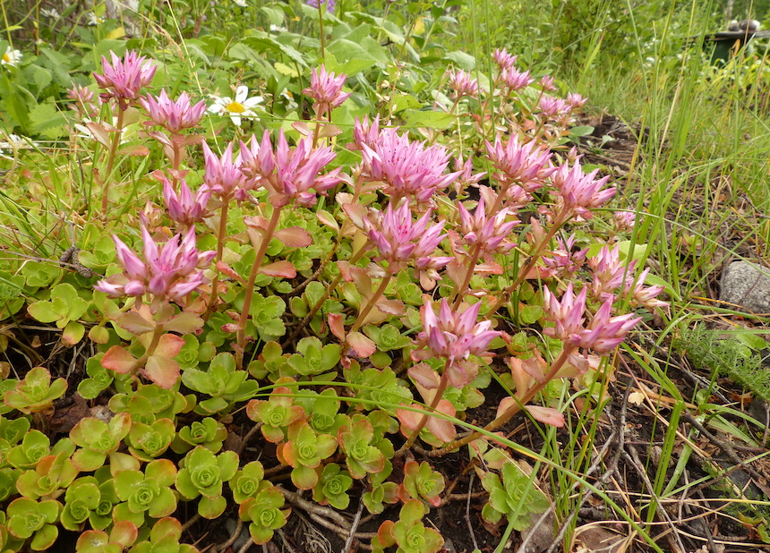 Kaukasianmaksaruoho.