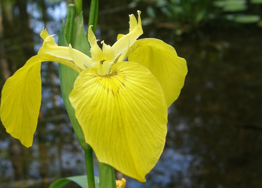 Keltakurjenmiekan kukka.