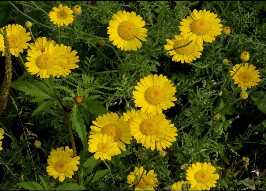 Keltasauramon kukkia.