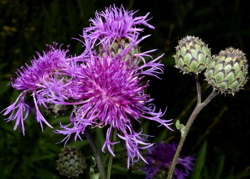 Ketokaunokin kukkia.