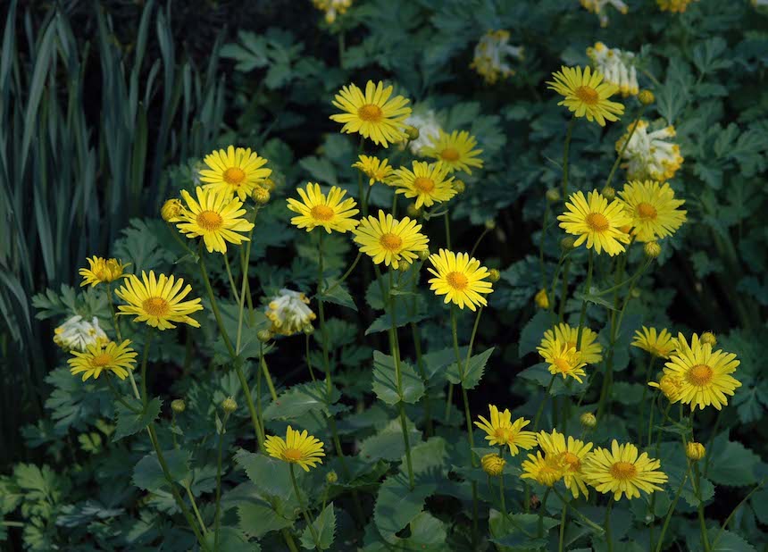 Kev&auml;tvuohenjuuri.