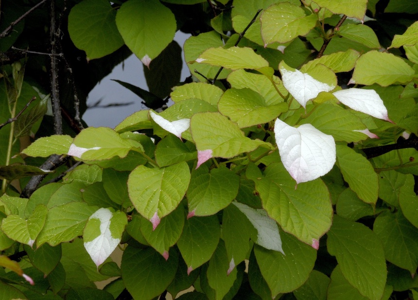 Kiinanlaikkuk&ouml;ynn&ouml;ksen lehti&auml;.