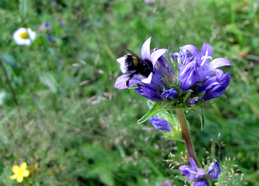 Kimalainen peurankellon kukassa.