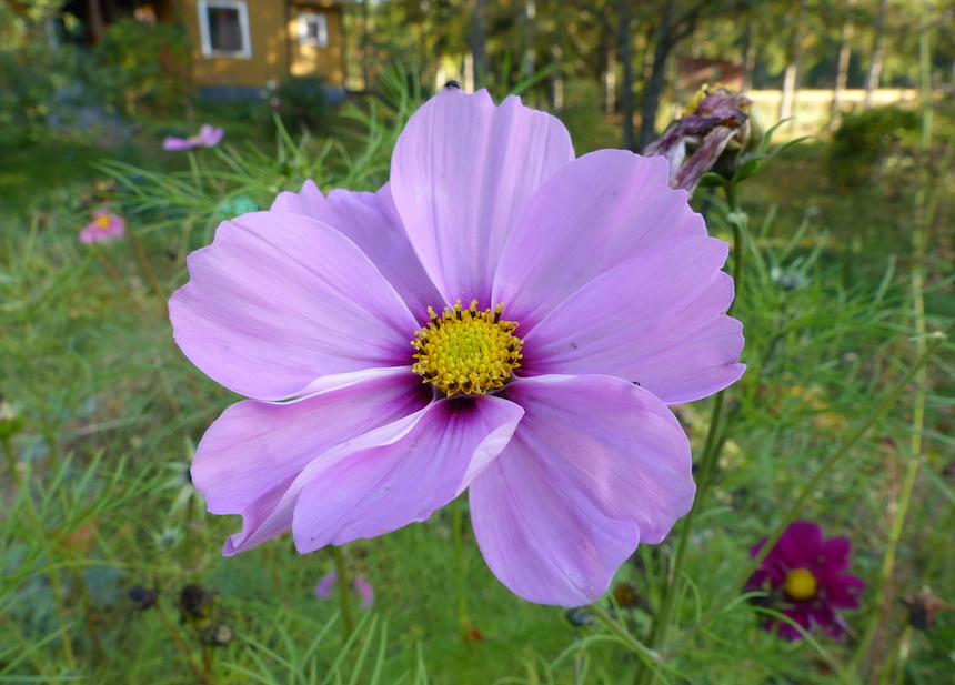 Punakosmoksen kukka.