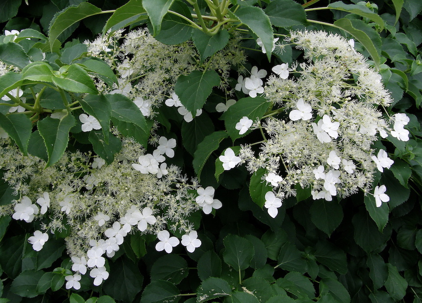 K&ouml;ynn&ouml;shortensian kukkia.