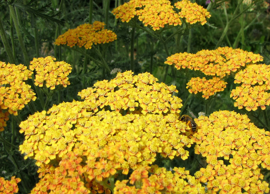 Kultak&auml;rs&auml;m&ouml;n kukkia ja pisti&auml;inen.