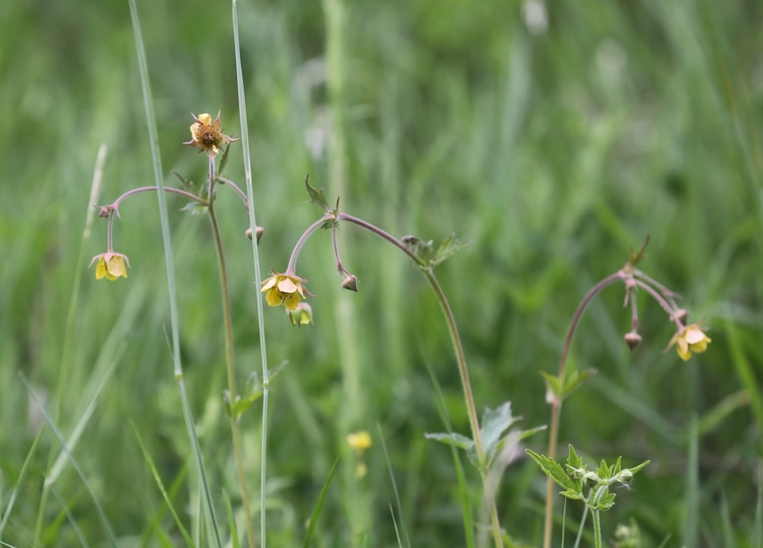Kyl&auml;kellukan ja ojakellukan risteym&auml;.