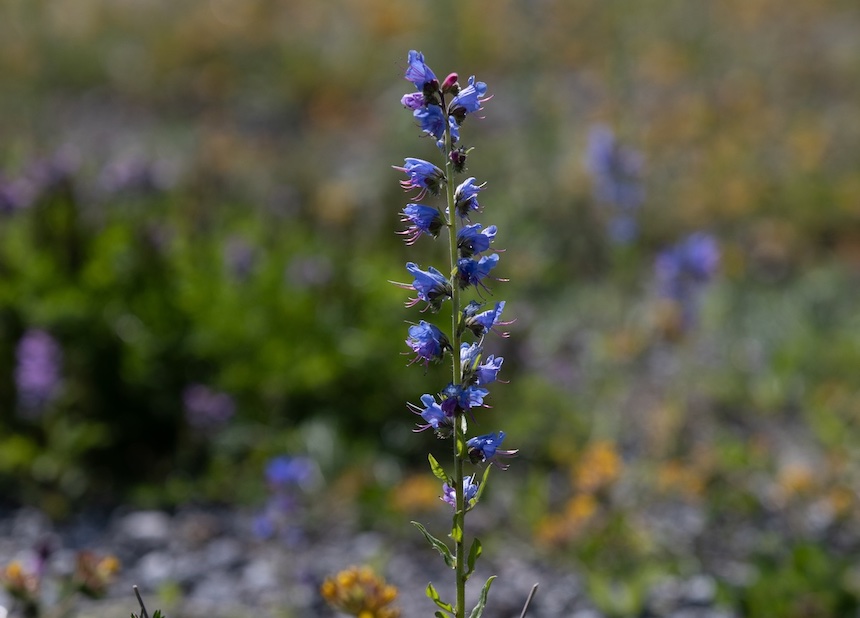 Kyl&auml;neidonkieli.