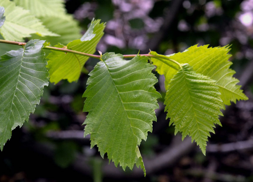 Kynäjalavan lehtiä.